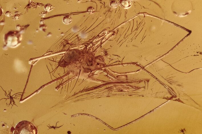 Fossil Daddy Long-Leg, Wasp, Two Midges & Rove Beetle in Baltic Amber #278604